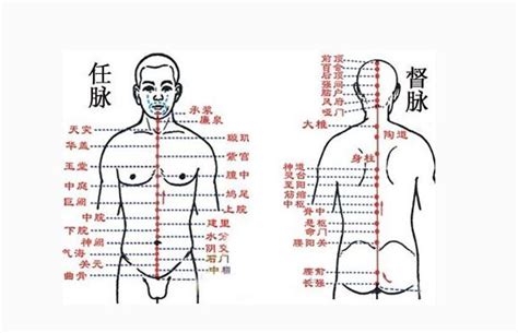 中脈位置|中脈[人體中脈]:中脈（zhōng mài），葉片中央的一條。